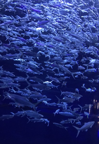 海洋公园视频大全高清 wKgBZ1h7sSqAIOPEAAtUbnxglXQ93.jpeg?imageView2%2F2%2Fw%2F600%2Fh%2F600%2Fq%2F90