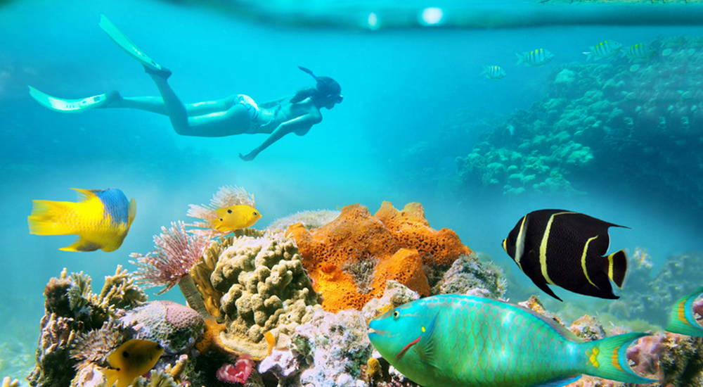 7号岛浮潜,在清澈的海水中欣赏美丽的海底