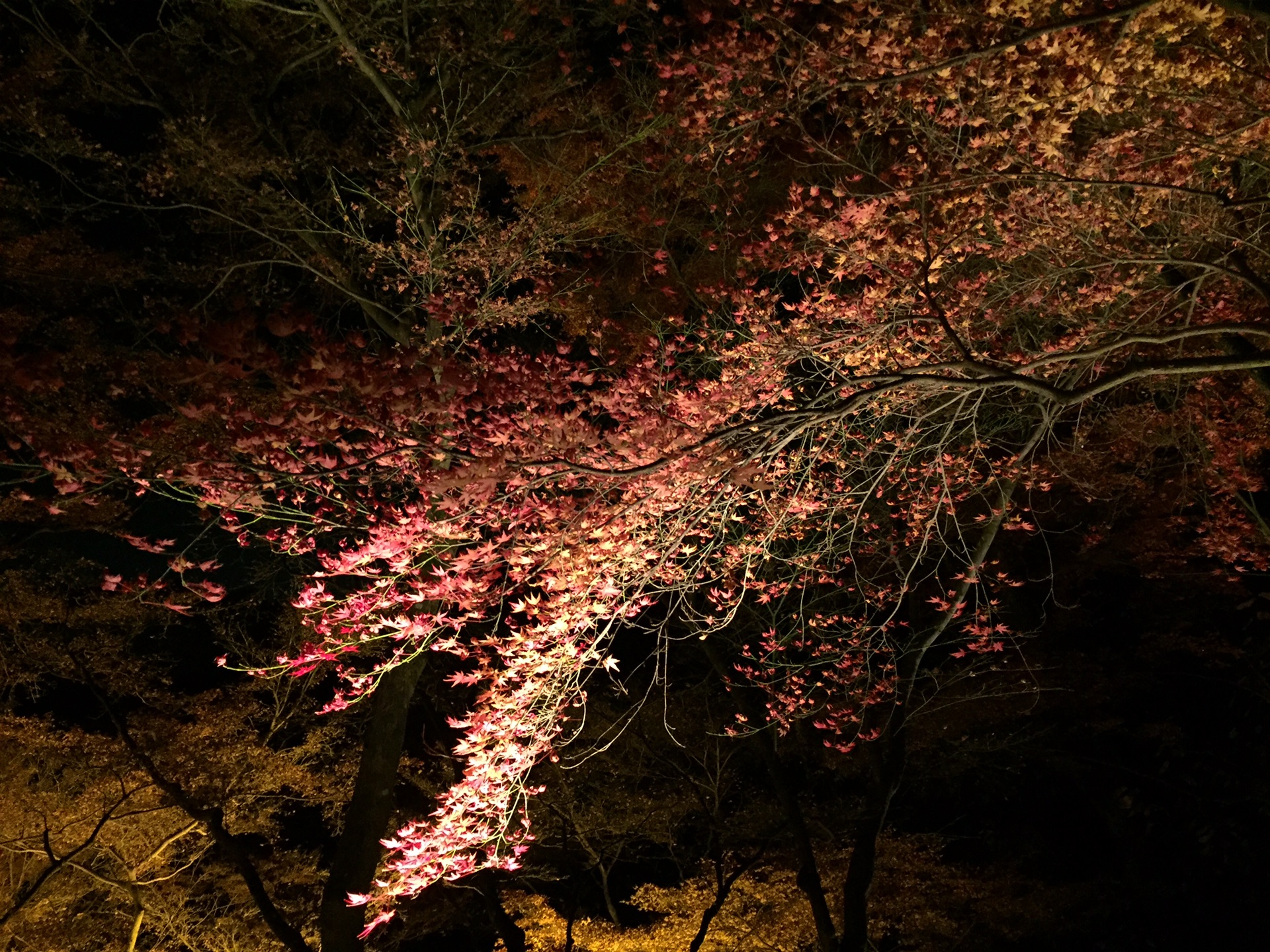 京都自助遊攻略