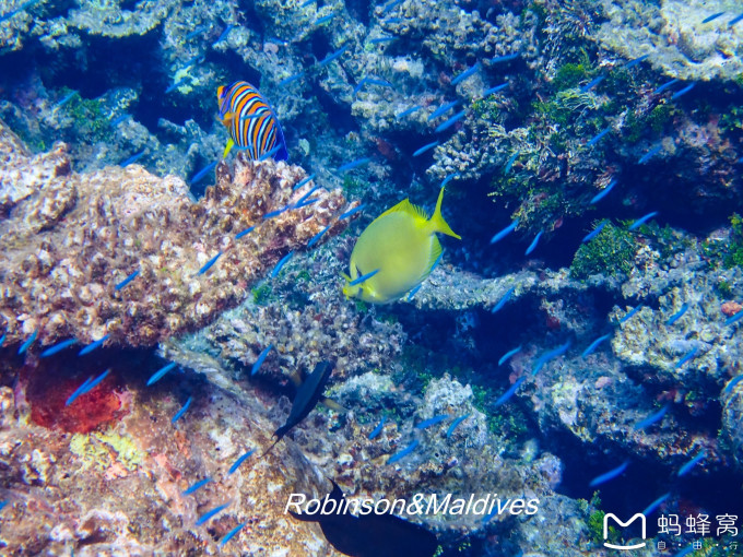 灯笼鱼真实视频在水里做的 wKgBZ1mKh4OAHLNFABDnu_x79JY68.jpeg?imageView2%2F2%2Fw%2F680%2Fq%2F90%7CimageMogr2%2Fstrip%2Fquality%2F90