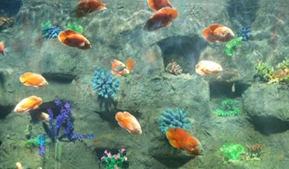 海洋大世界视频 wKgBZ1jXvt2AdeCaAAGYvUvPQJU98.jpeg?imageView2%2F2%2Fw%2F580%2Fh%2F9999%2Fq%2F100