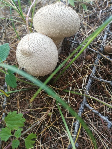 蘑菇图片大全和名称 wKgBZ1noPkKARtm5AAuVjwxhFrI09.jpeg?imageView2%2F2%2Fw%2F600%2Fh%2F600%2Fq%2F90