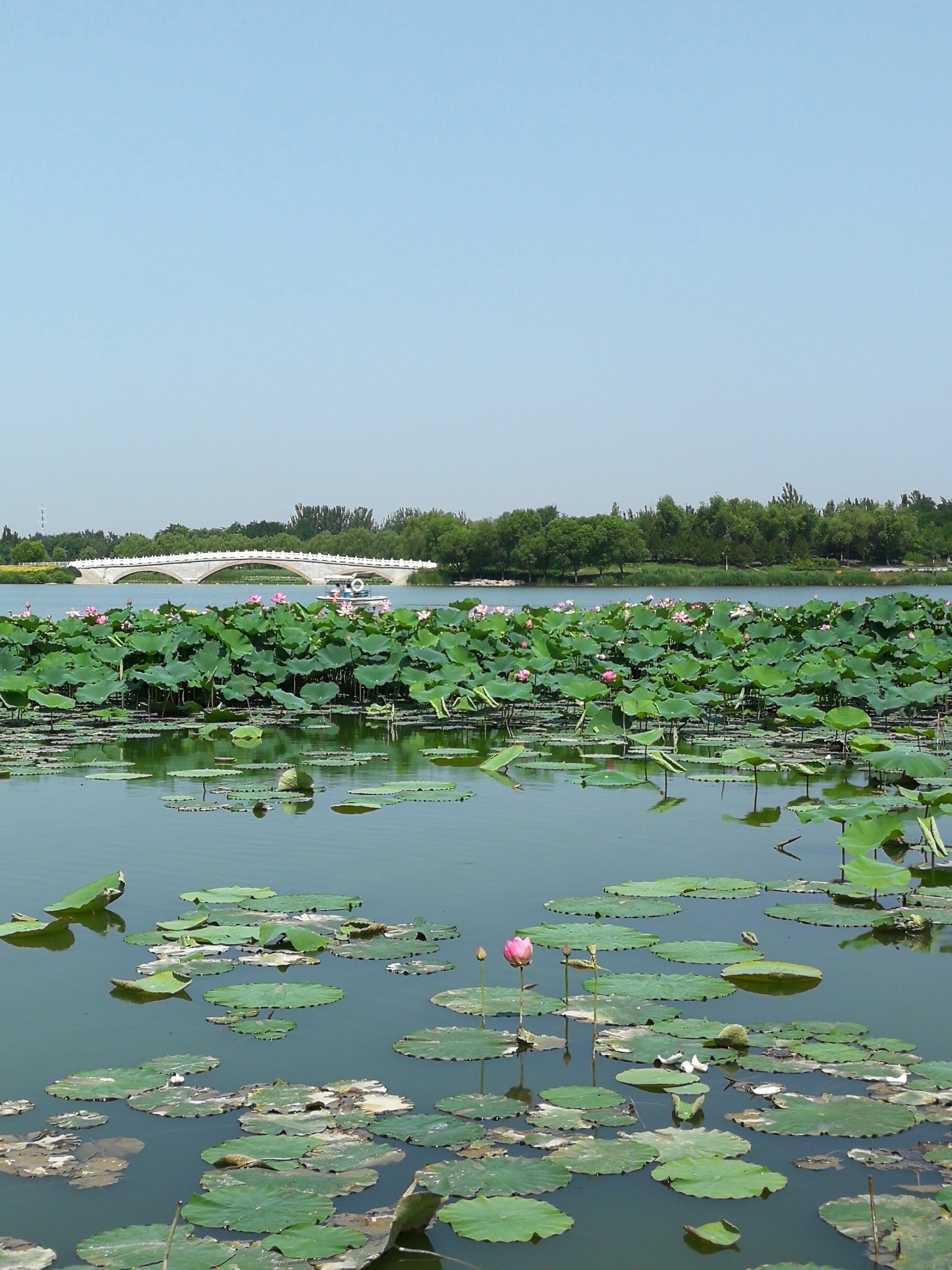 盛开荷花的南海子公园