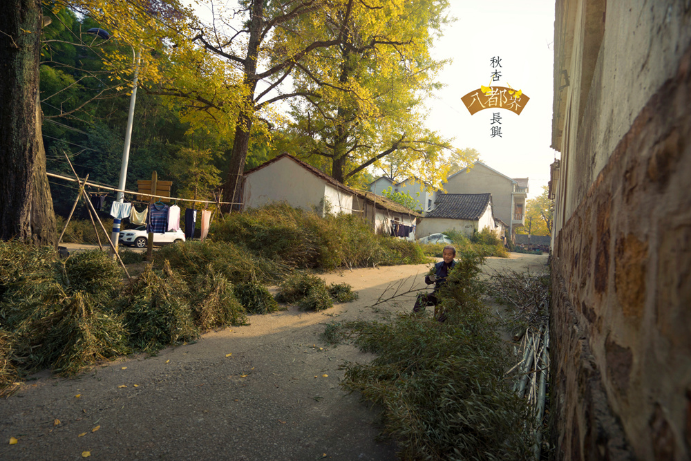 【銀杏飄金路 紅葉指南山】八都岕,指南村,楊家村秋色最盛時