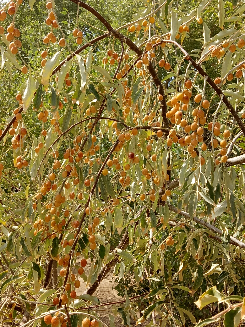 回复游记:沙枣树