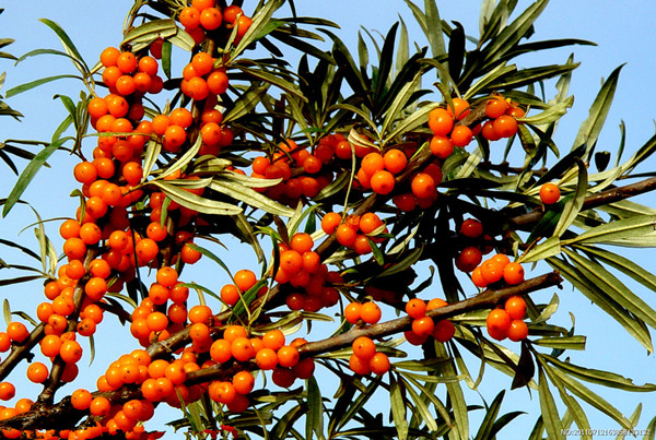 首页 村镇先知 每年的农历五月初四,小金县有场浓重