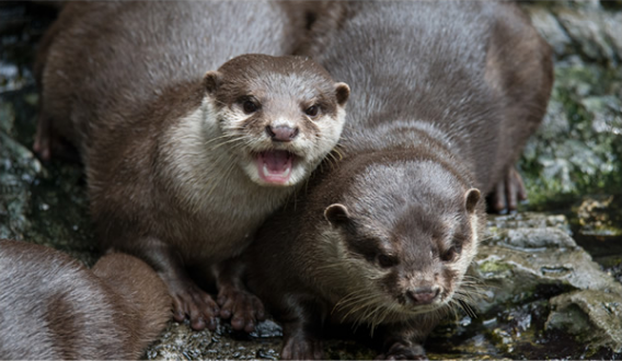 身处隧道型的水槽,有如在水中漫步一样梦幻(叉头燕虹,单斑篮子鱼等)