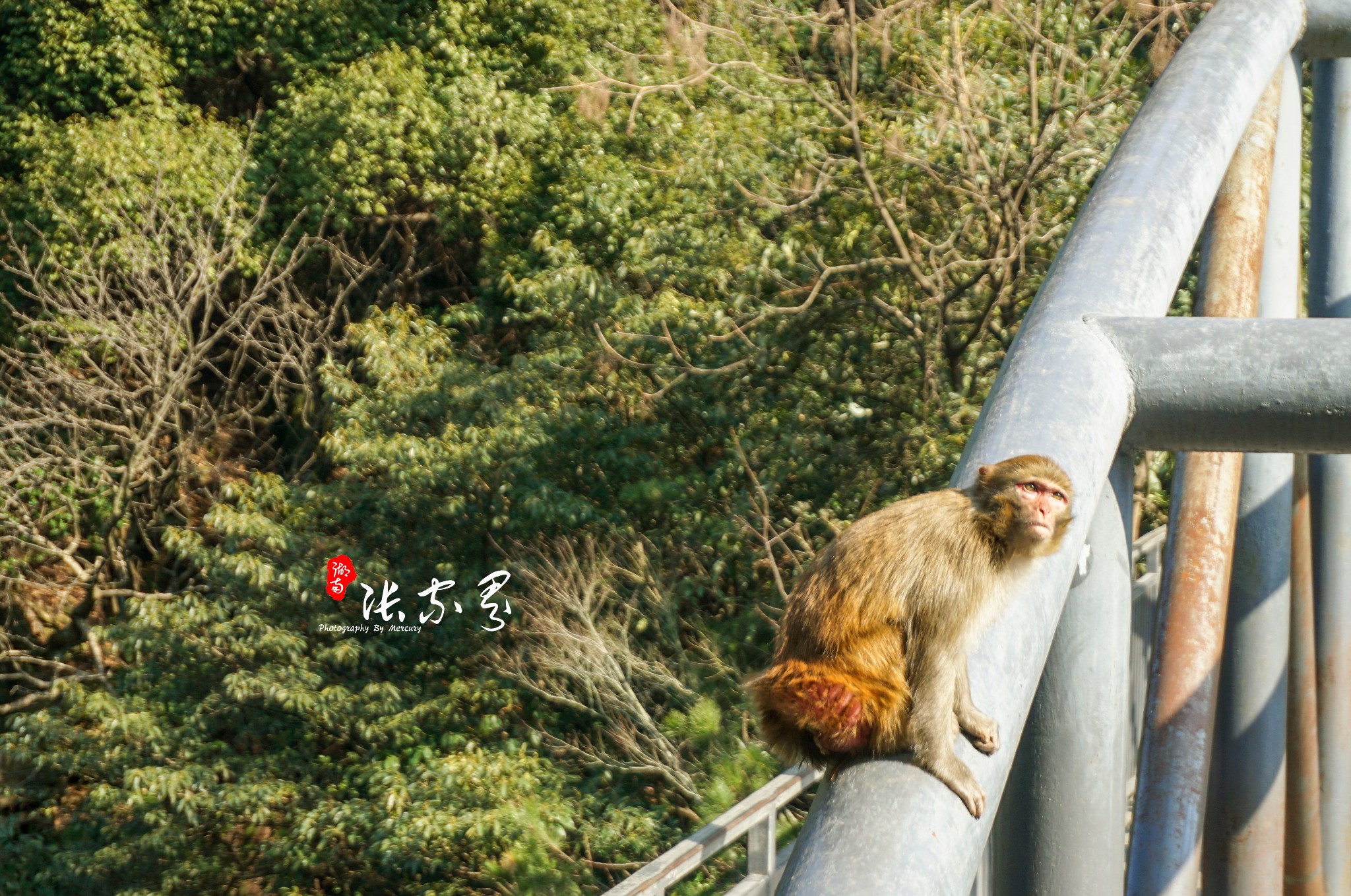 袁家界