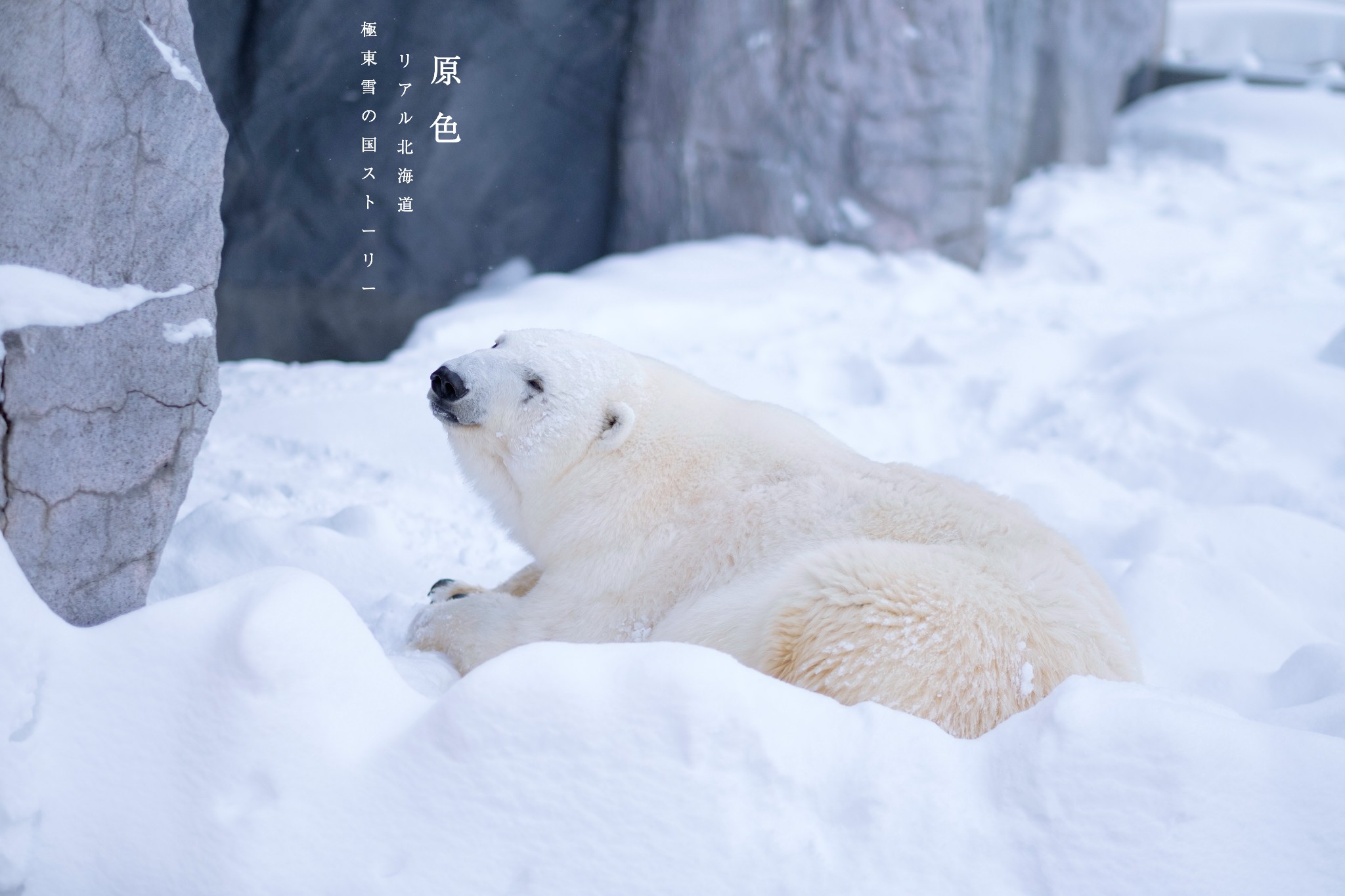 北海道自助遊攻略