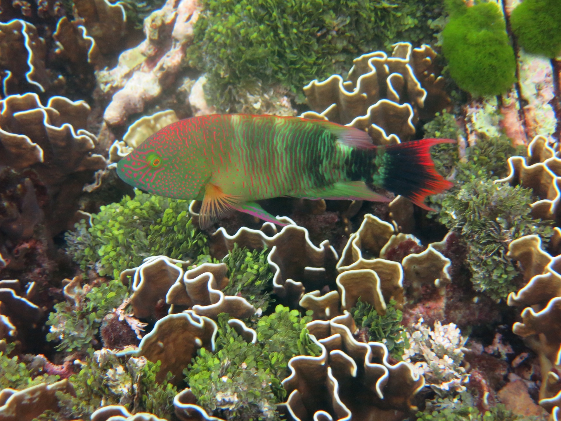 wKgBEFqAU7qAWXmxAAuUv-hBNSM70.jpeg?imageView2%2F2%2Fw%2F600%2Fh%2F600%2Fq%2F90