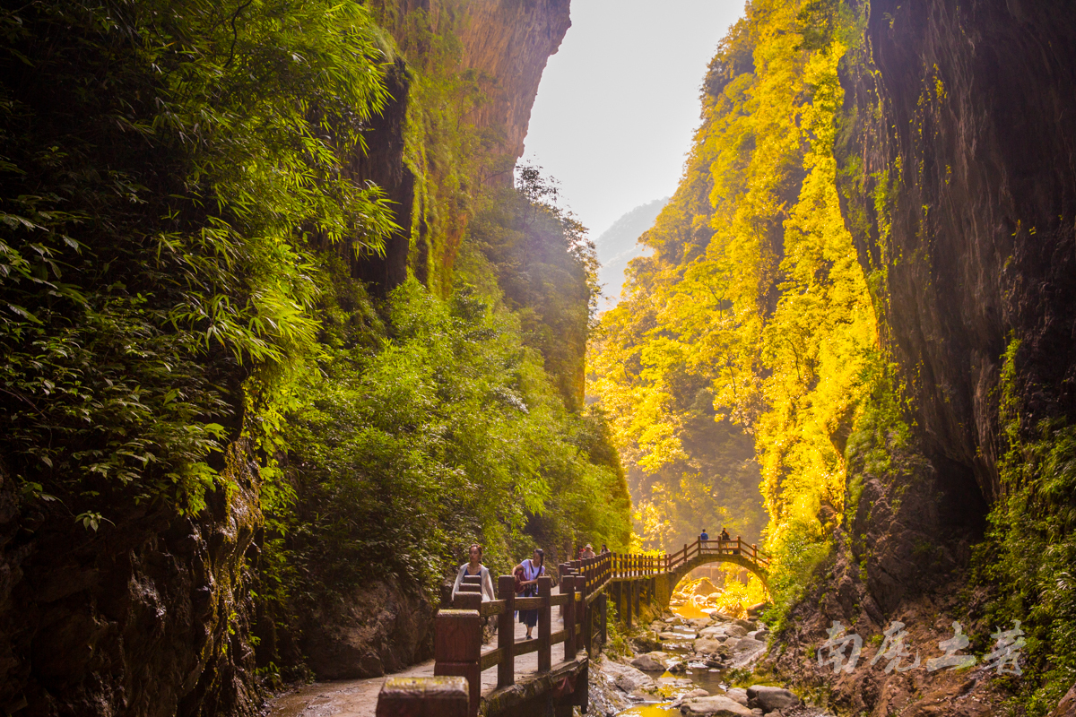 金佛山碧潭幽谷寻觅萤火虫,沿途遭猴群收买路钱