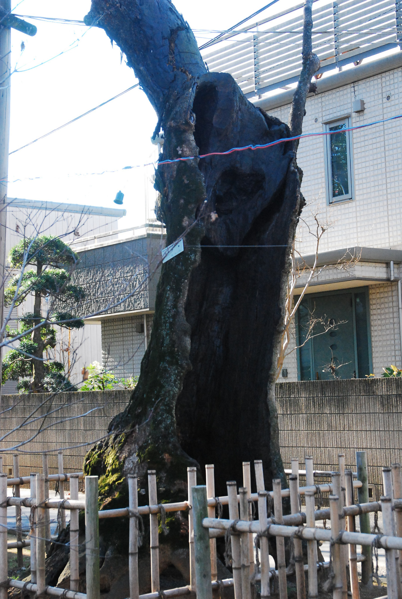 東京自助遊攻略