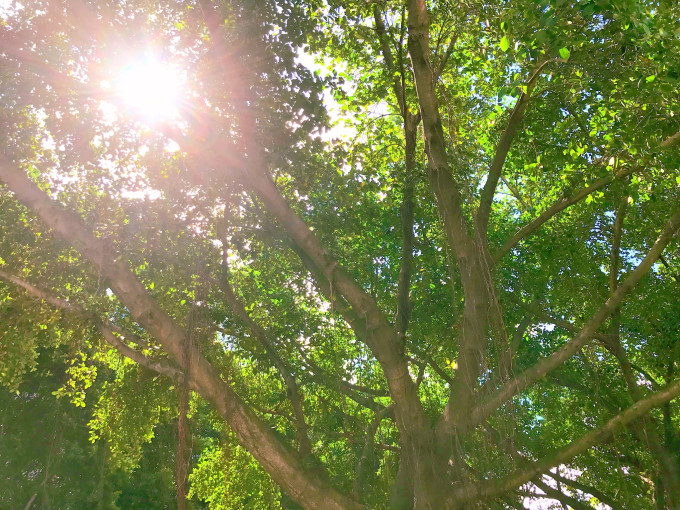 马蜂窝治什么病啊 wKgBEFqnS-OAGTgVABW1hf8Np0Q27.jpeg?imageView2%2F2%2Fw%2F680%2Fq%2F90%7CimageMogr2%2Fstrip%2Fquality%2F90