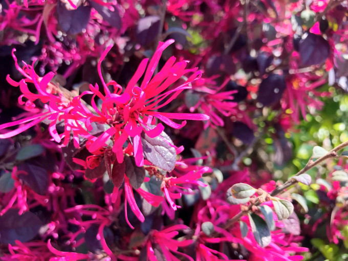 马蜂窝治什么病的 wKgBEFqnTBmASYGFAApUrZDmImY45.jpeg?imageView2%2F2%2Fw%2F680%2Fq%2F90%7CimageMogr2%2Fstrip%2Fquality%2F90