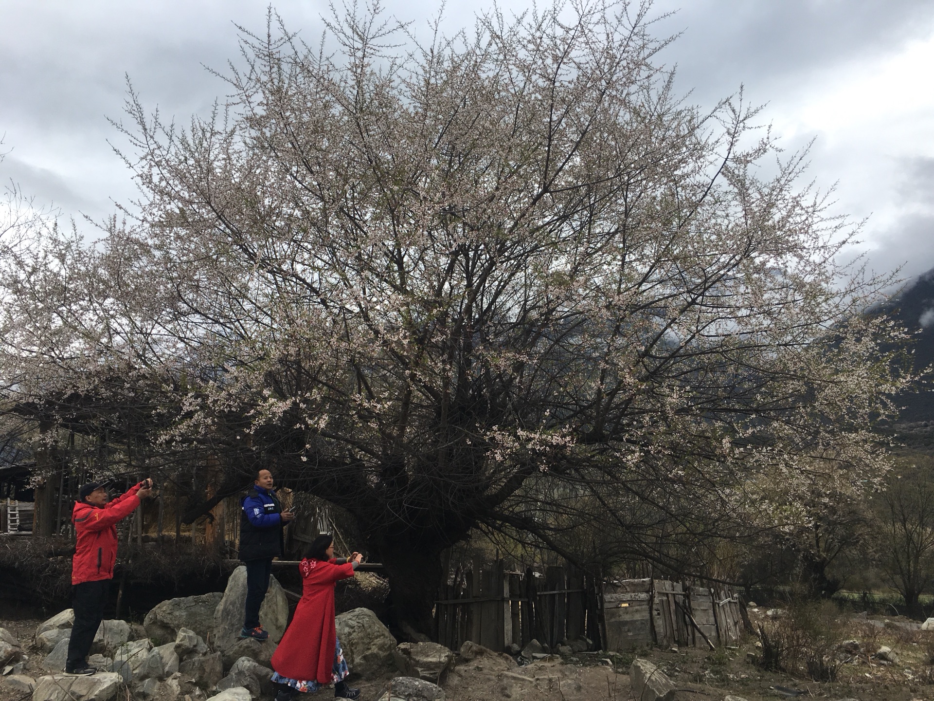 林芝市通麦镇多少人口_林芝市鲁朗镇图片