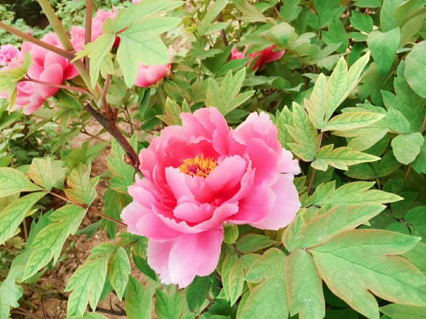 牡丹花一般能开几天 wKgBEFrTCcOASNt7ABNmd06T79M96.jpeg?imageView2%2F2%2Fw%2F600%2Fh%2F600%2Fq%2F90
