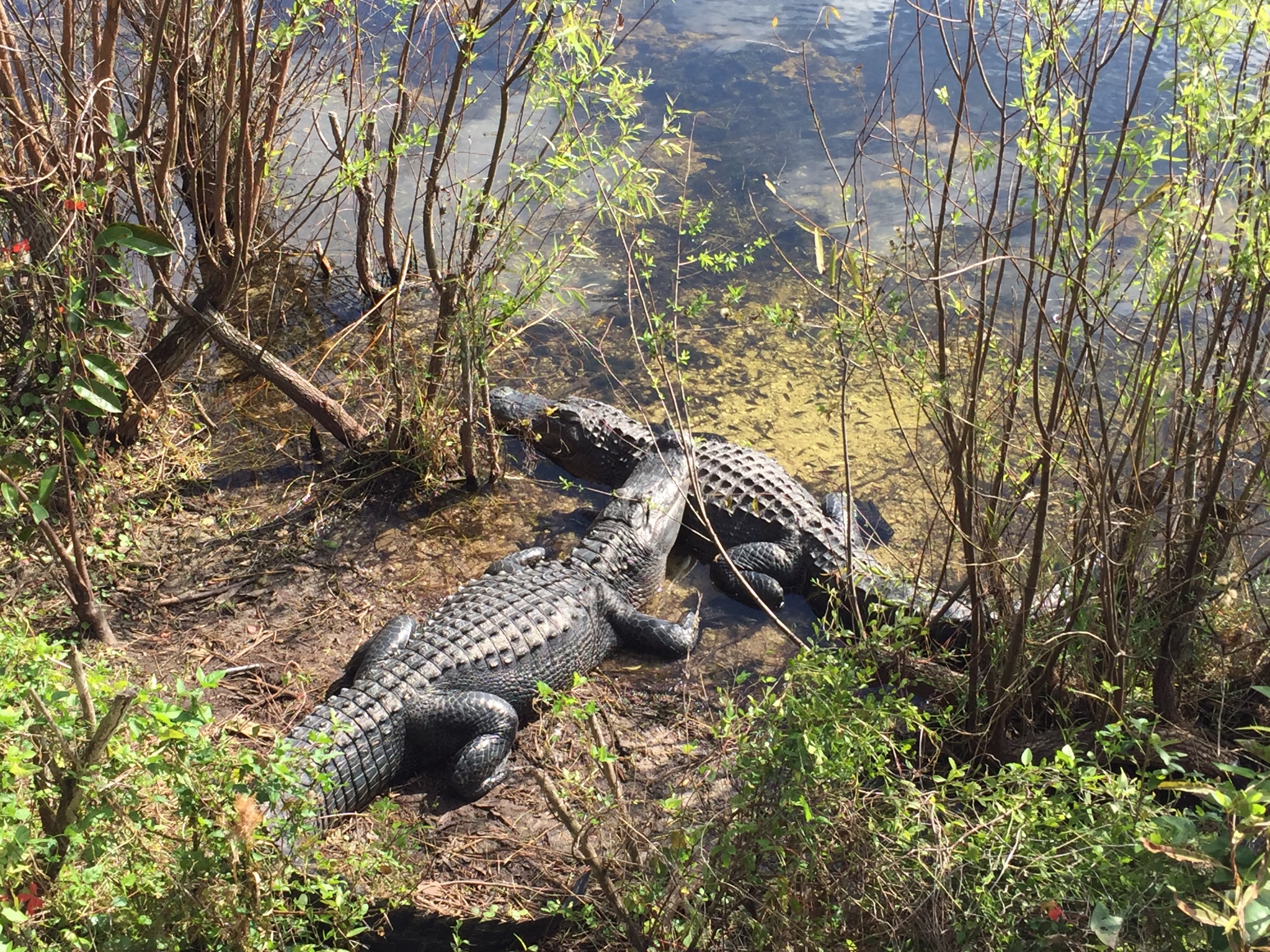 佛罗里达 "鳄鱼之旅" - 大沼泽国家公园,big cypress国家自然保护区