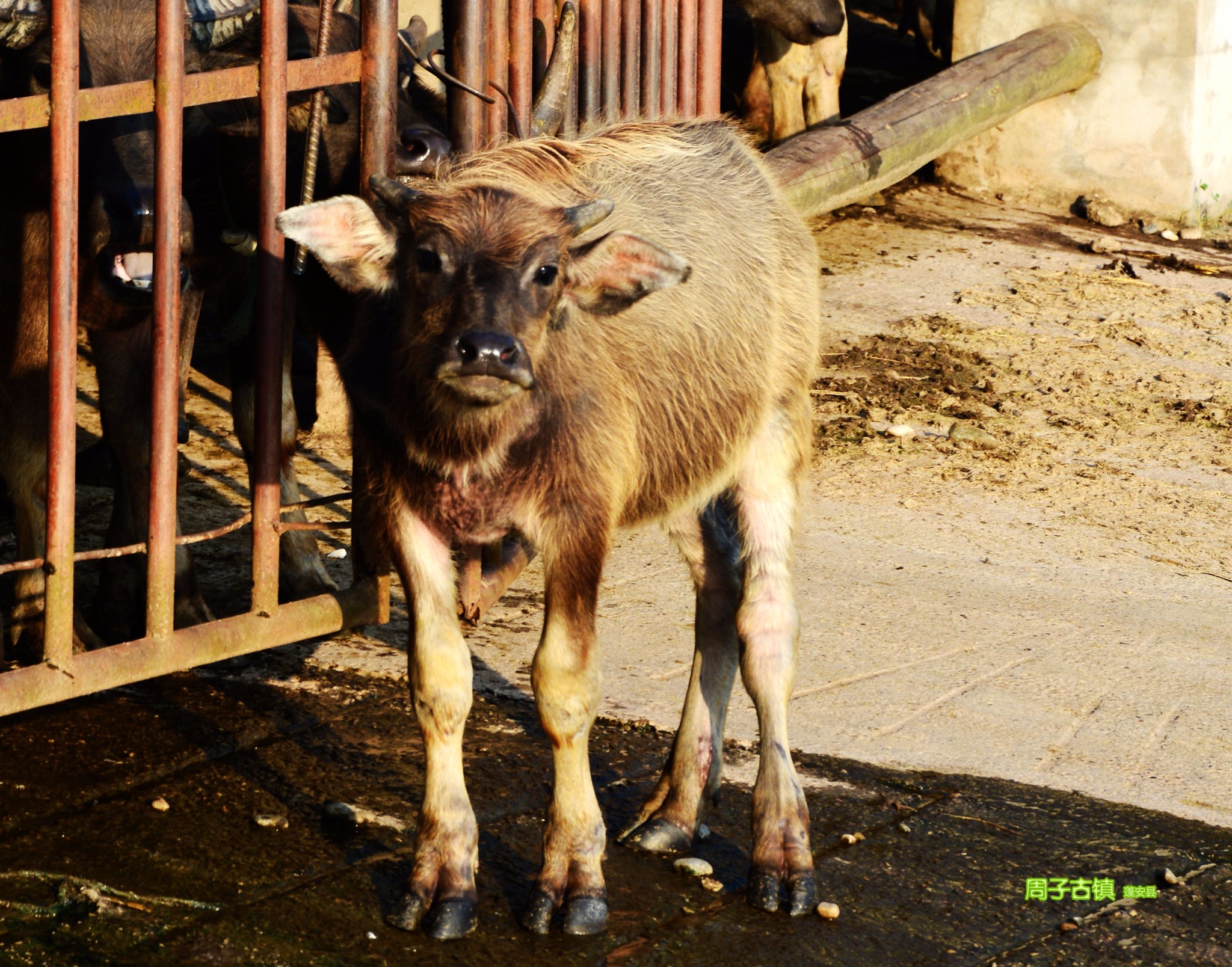 【四川南充】蓬安——千年桑梓,百牛渡江图片147,蓬安县旅游景点,风景