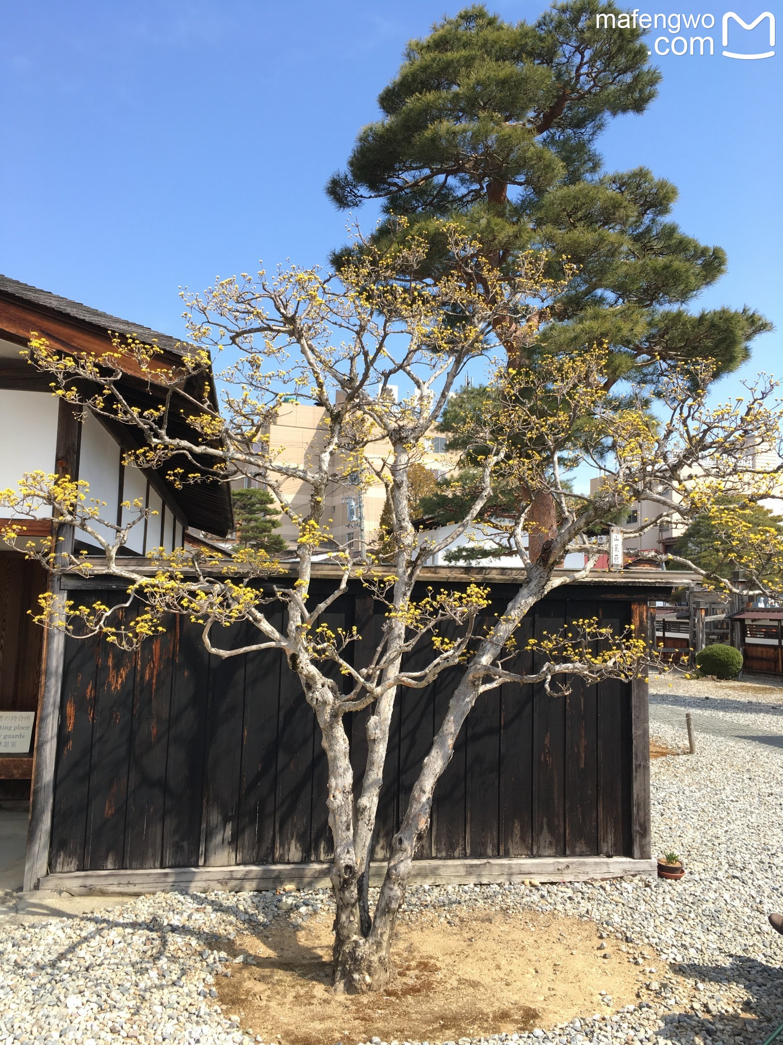 名古屋自助遊攻略