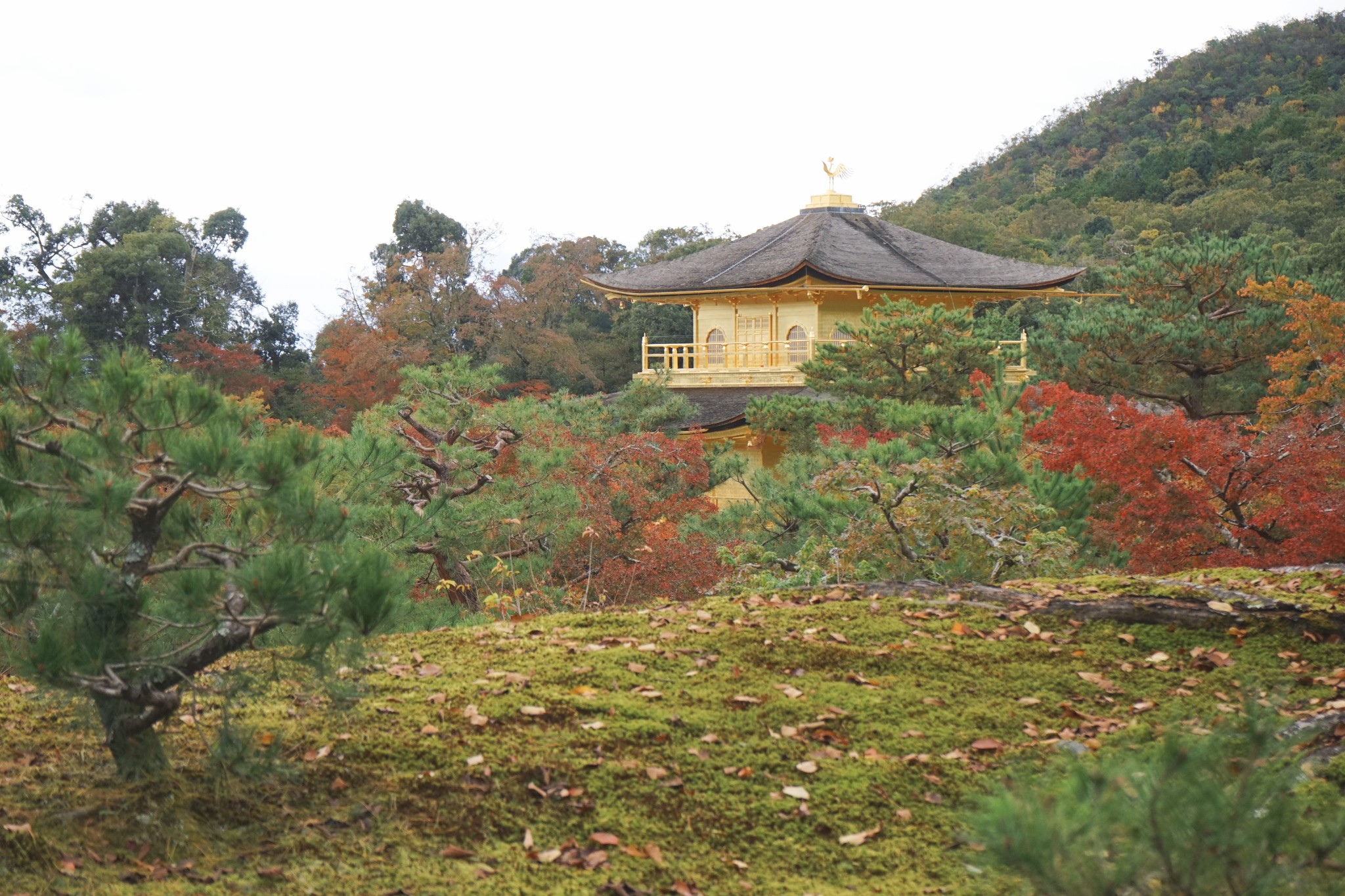 京都自助遊攻略