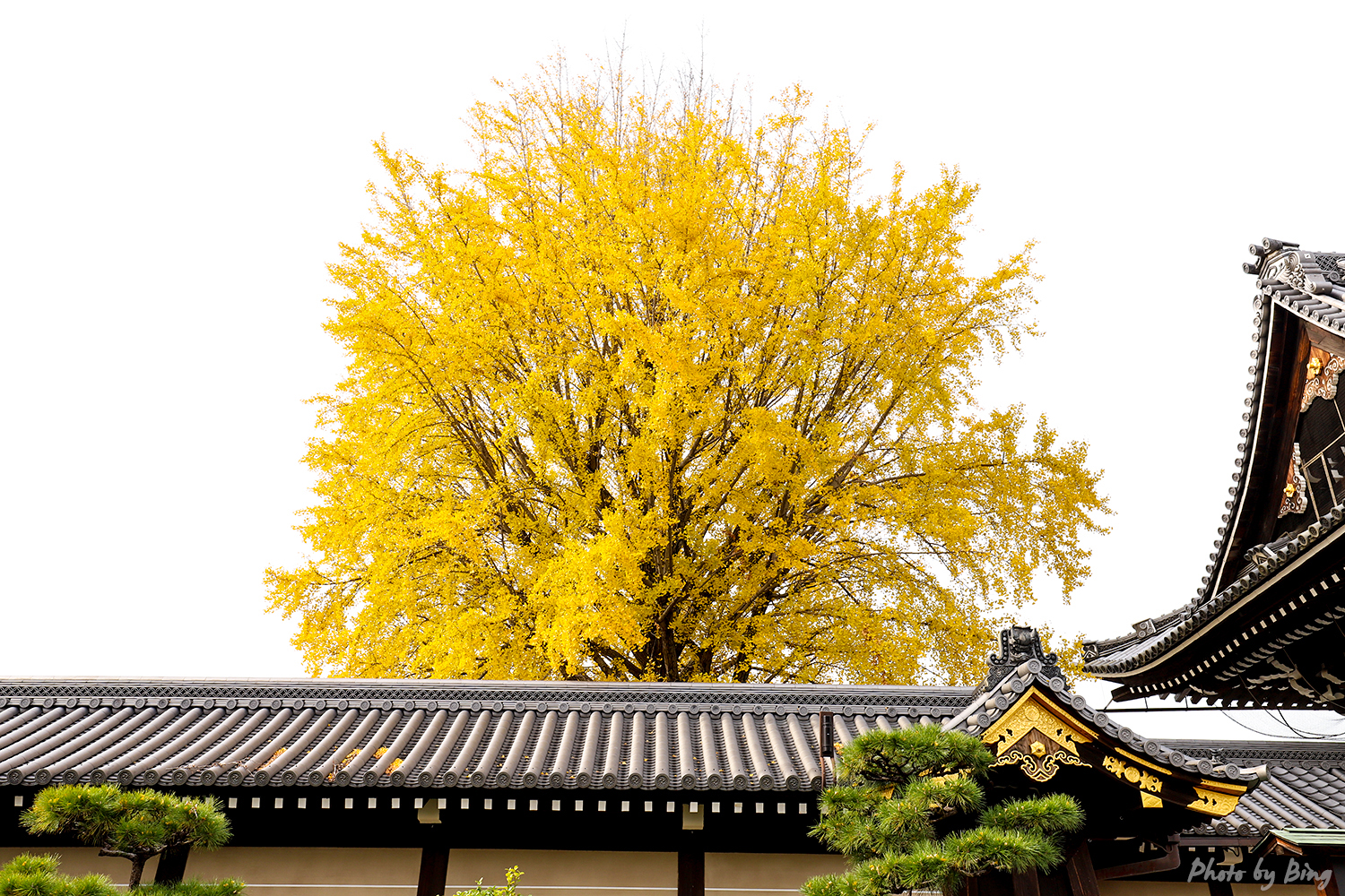 京都自助遊攻略