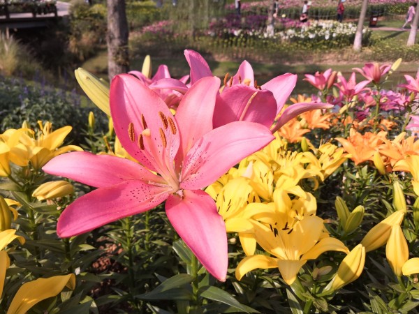 随风飘摇的花 wKgED1u22zuAXzTwAAs5qRs6U8o60.jpeg?imageView2%2F2%2Fw%2F600%2Fh%2F600%2Fq%2F90