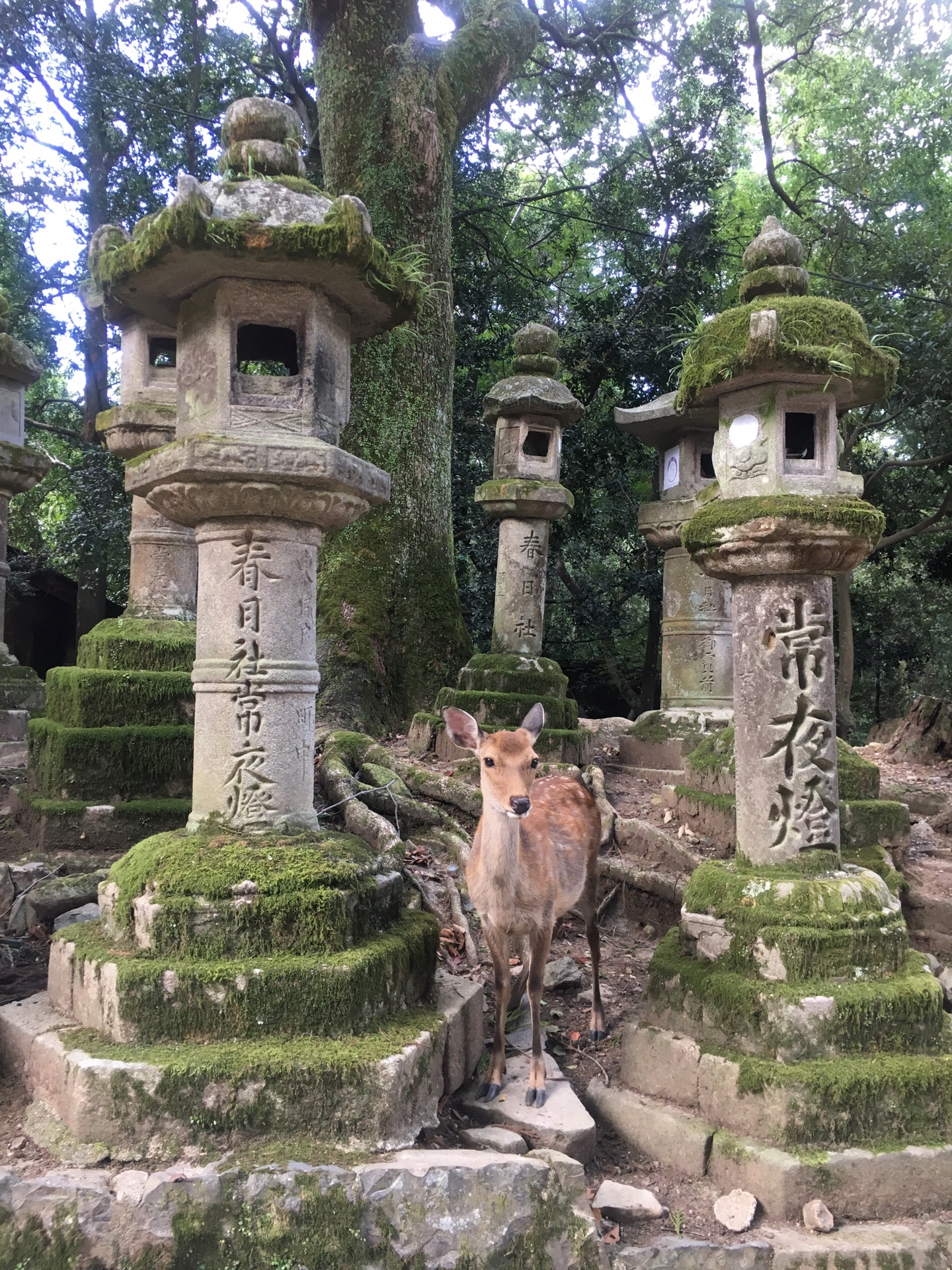 日本自助遊攻略