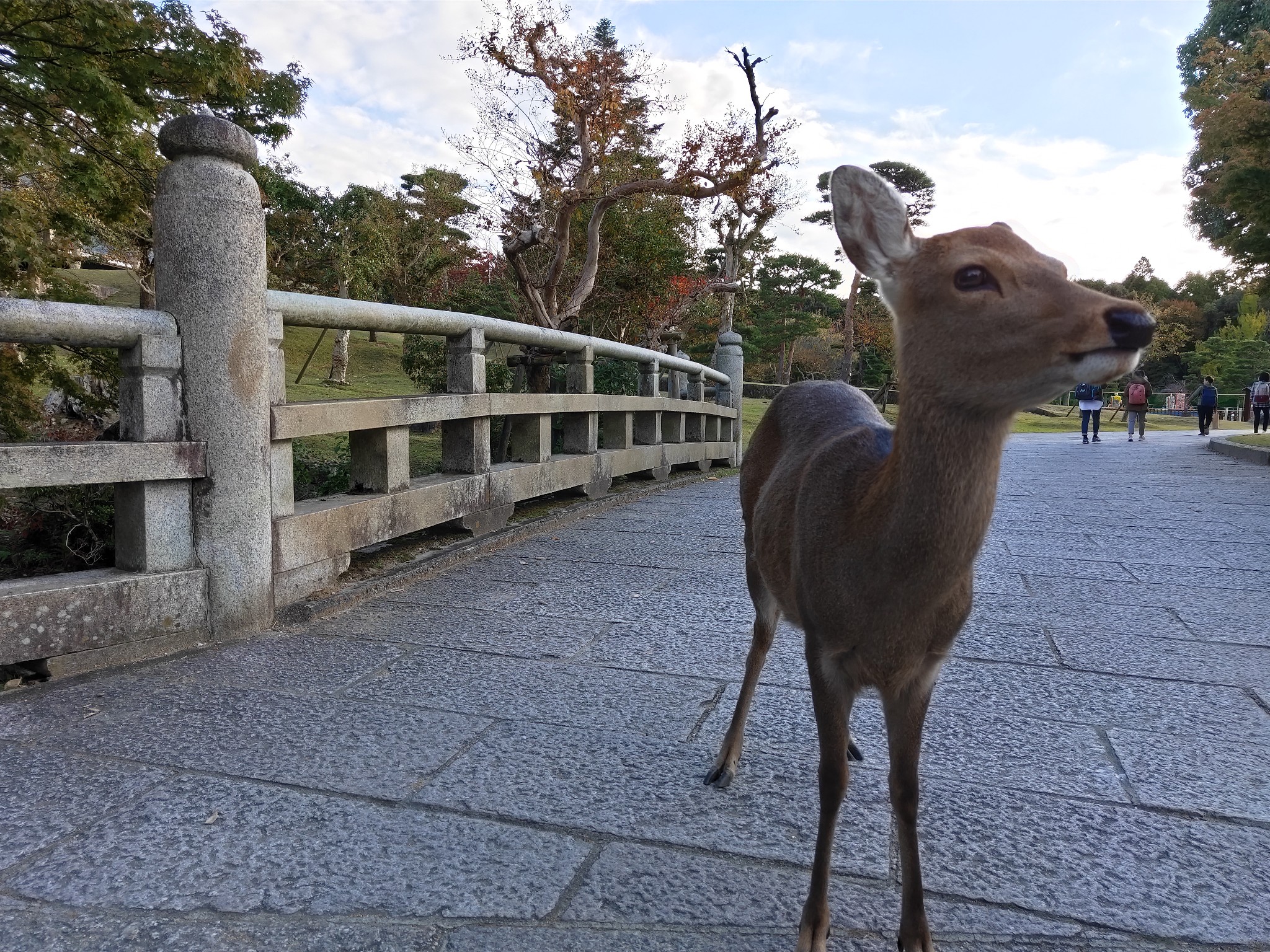 京都自助遊攻略