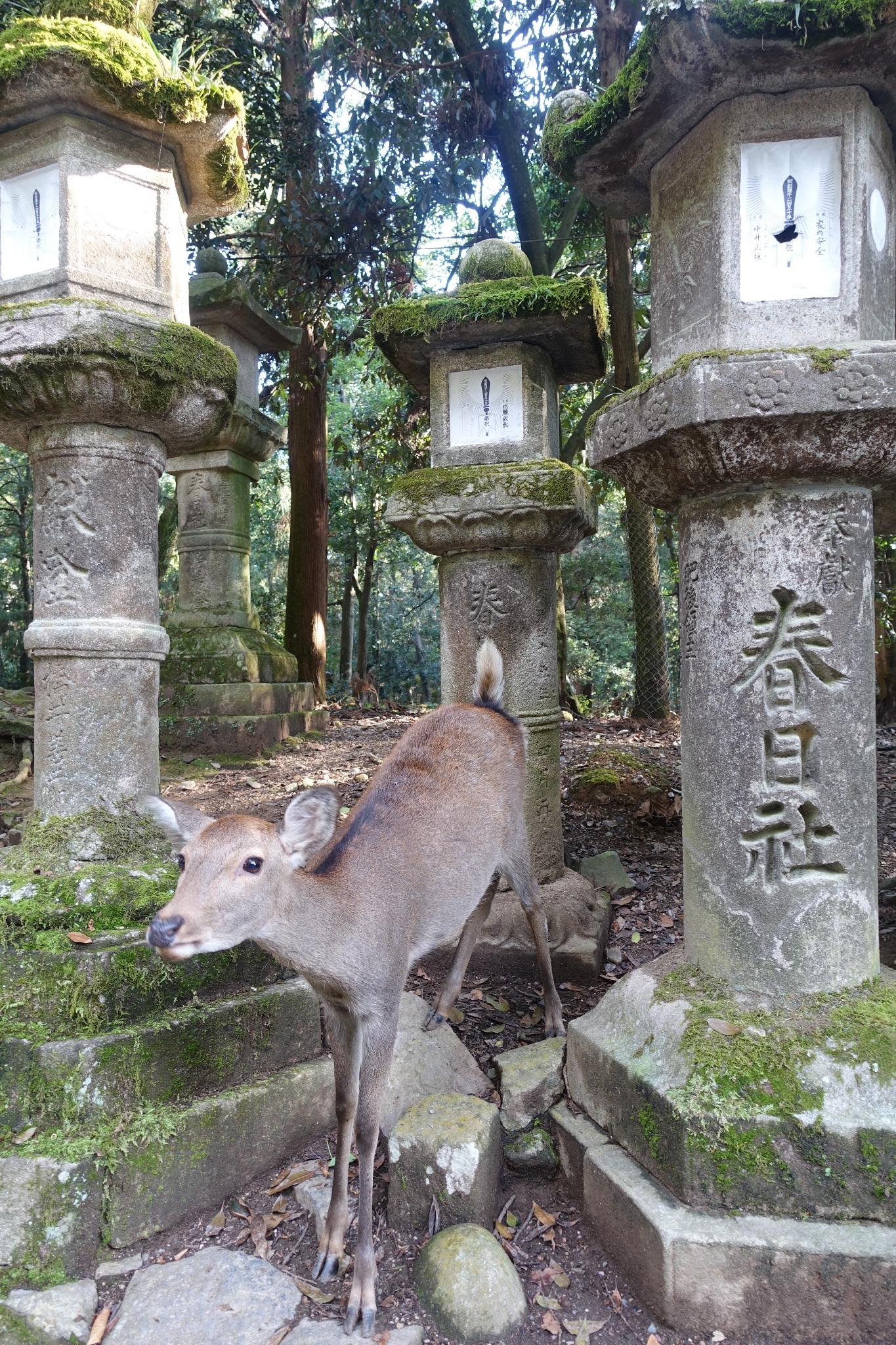 日本自助遊攻略