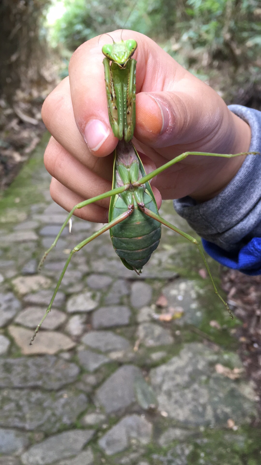 鎮遠自助遊攻略