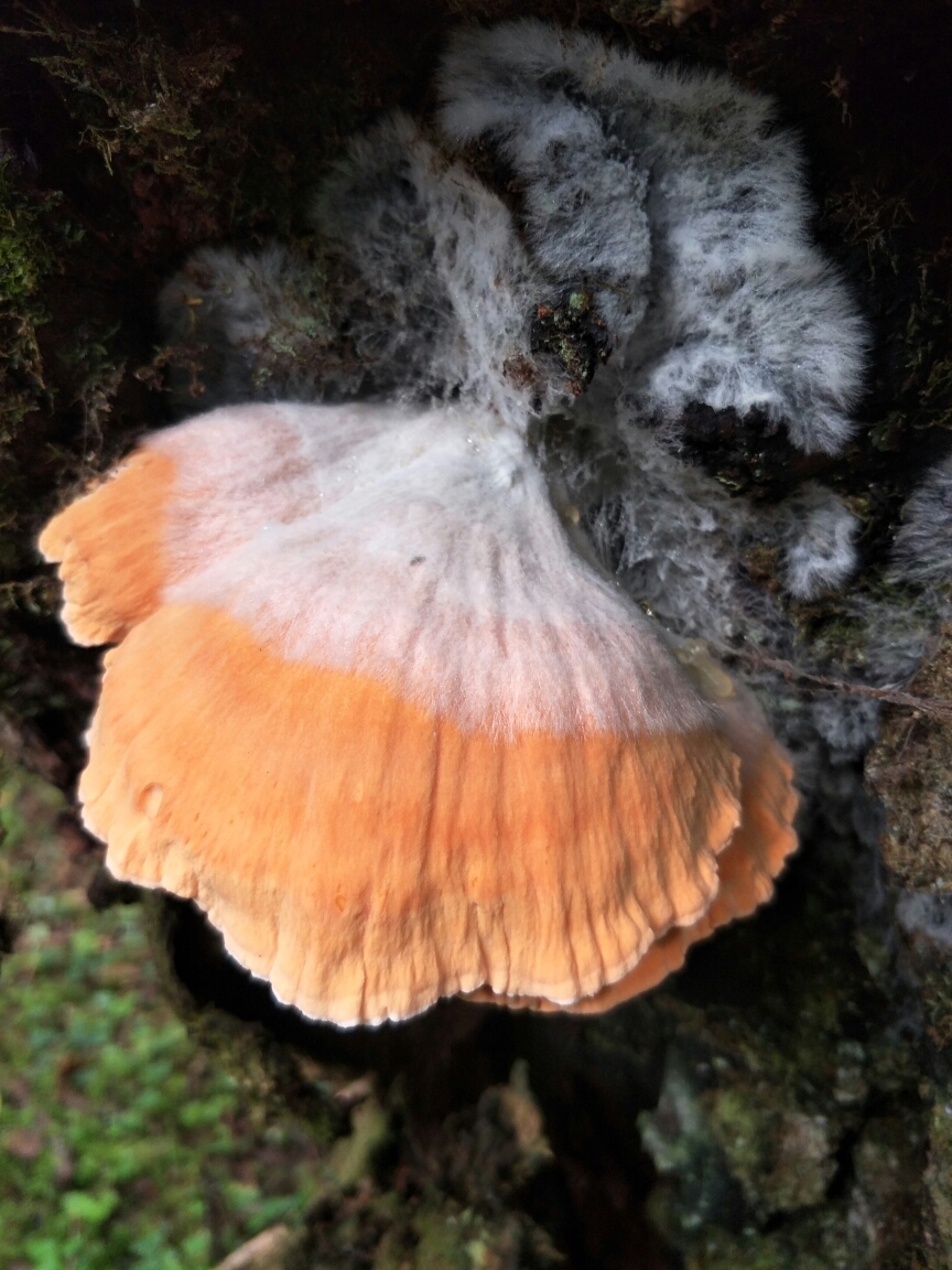 雨崩自助遊攻略