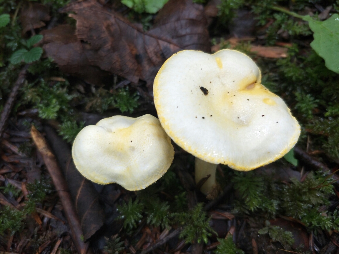 雨崩自助遊攻略