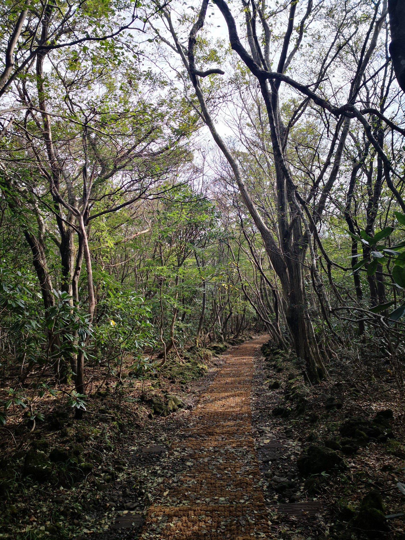 濟州島自助遊攻略