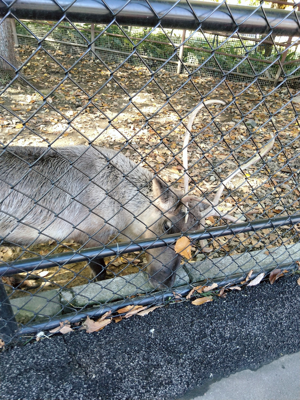 札幌自助遊攻略