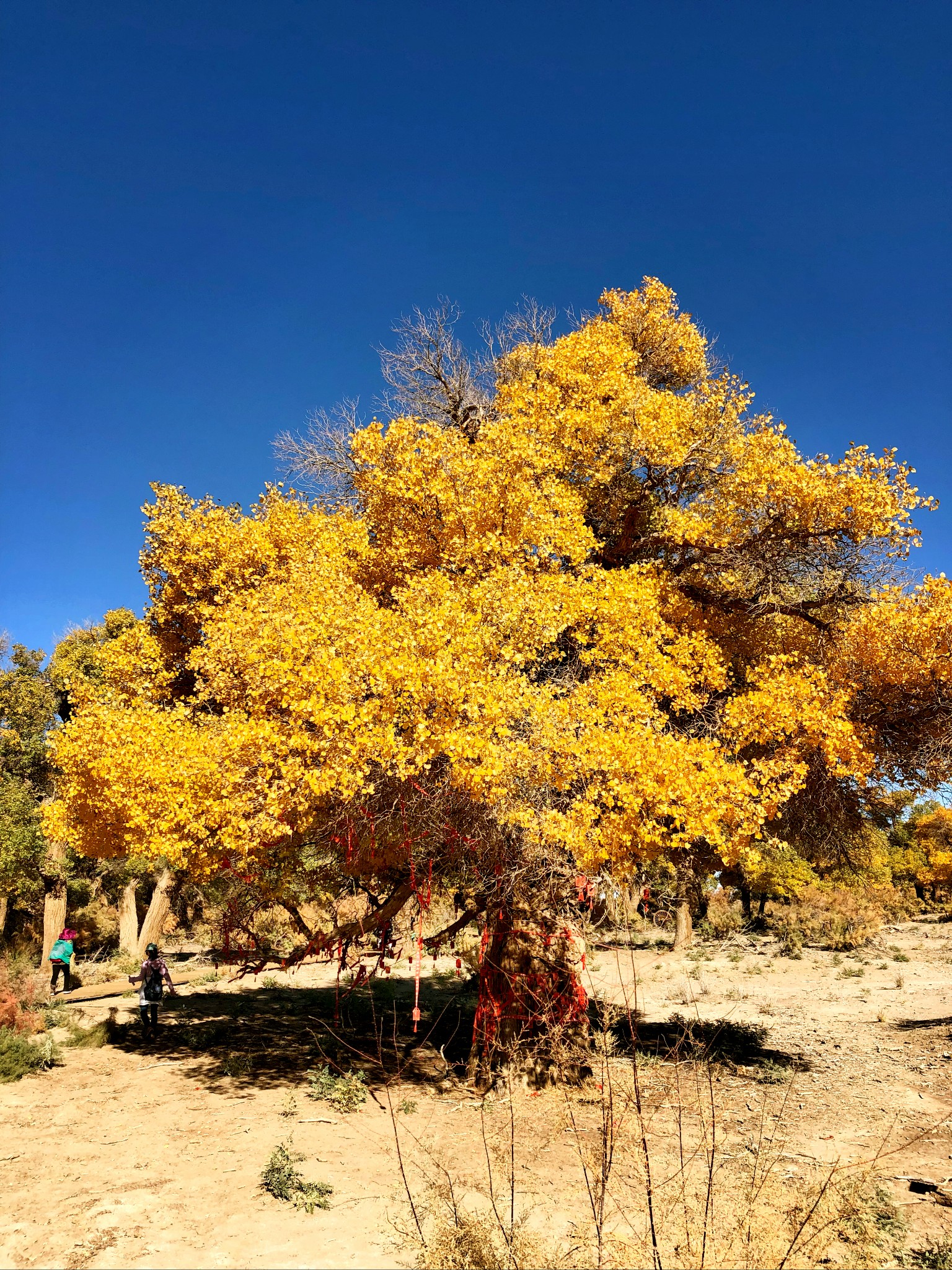 wKgED1u53IKACZzpABXn671QTWw22.jpeg?imageView2%2F2%2Fw%2F600%2Fh%2F600%2Fq%2F90