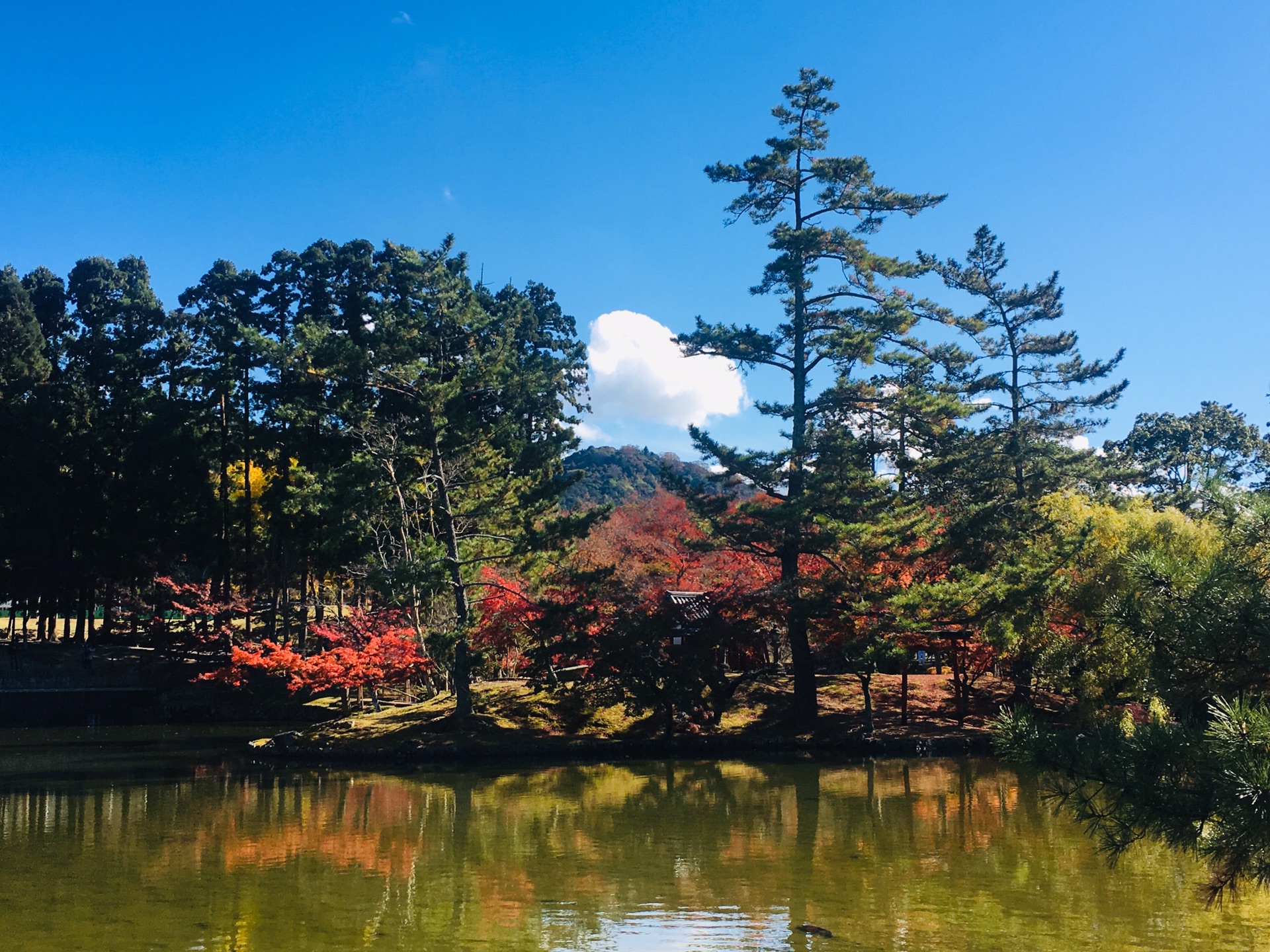 京都自助遊攻略