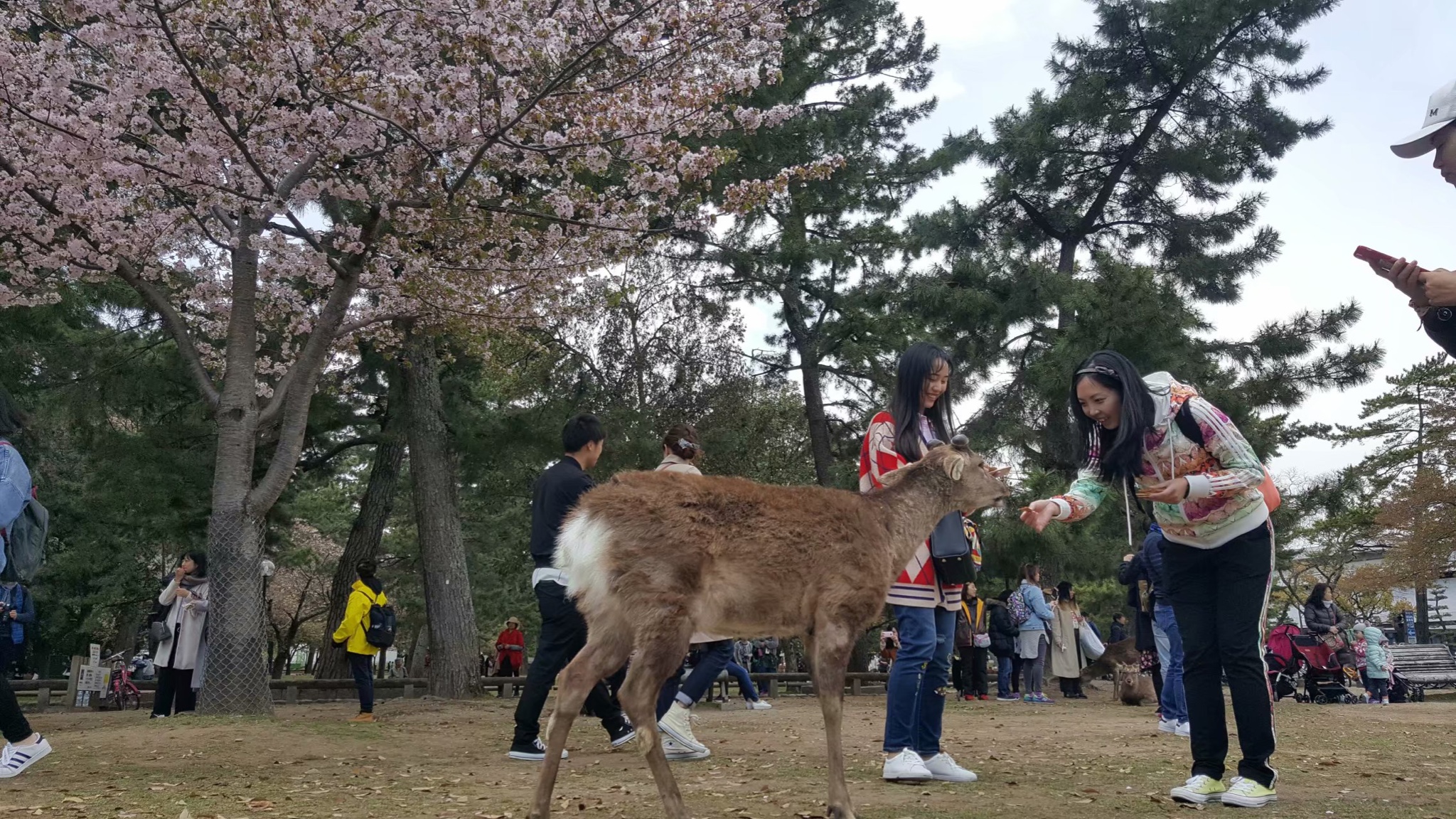 京都自助遊攻略