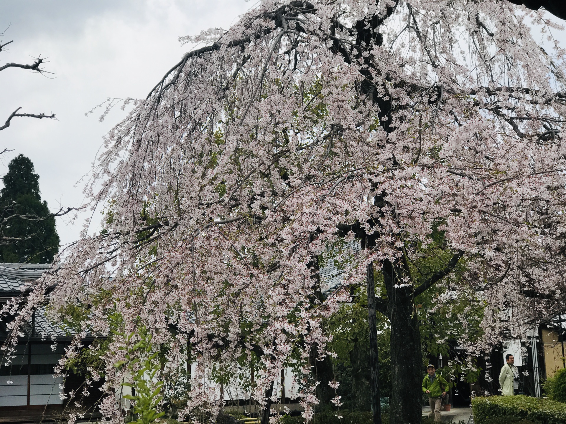 京都自助遊攻略