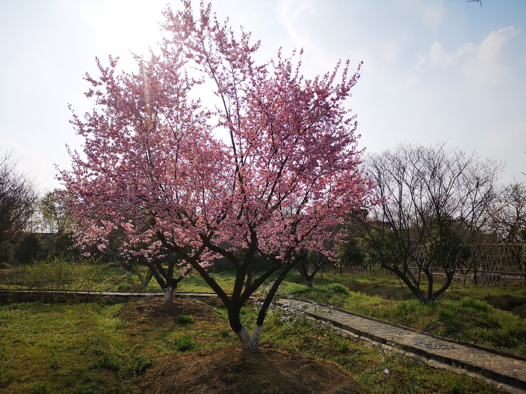 梅花镇梅花村人口_乐昌梅花镇梅花街