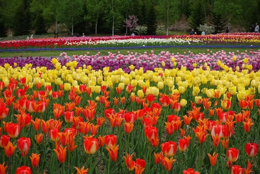 北海道春夏赏花攻略