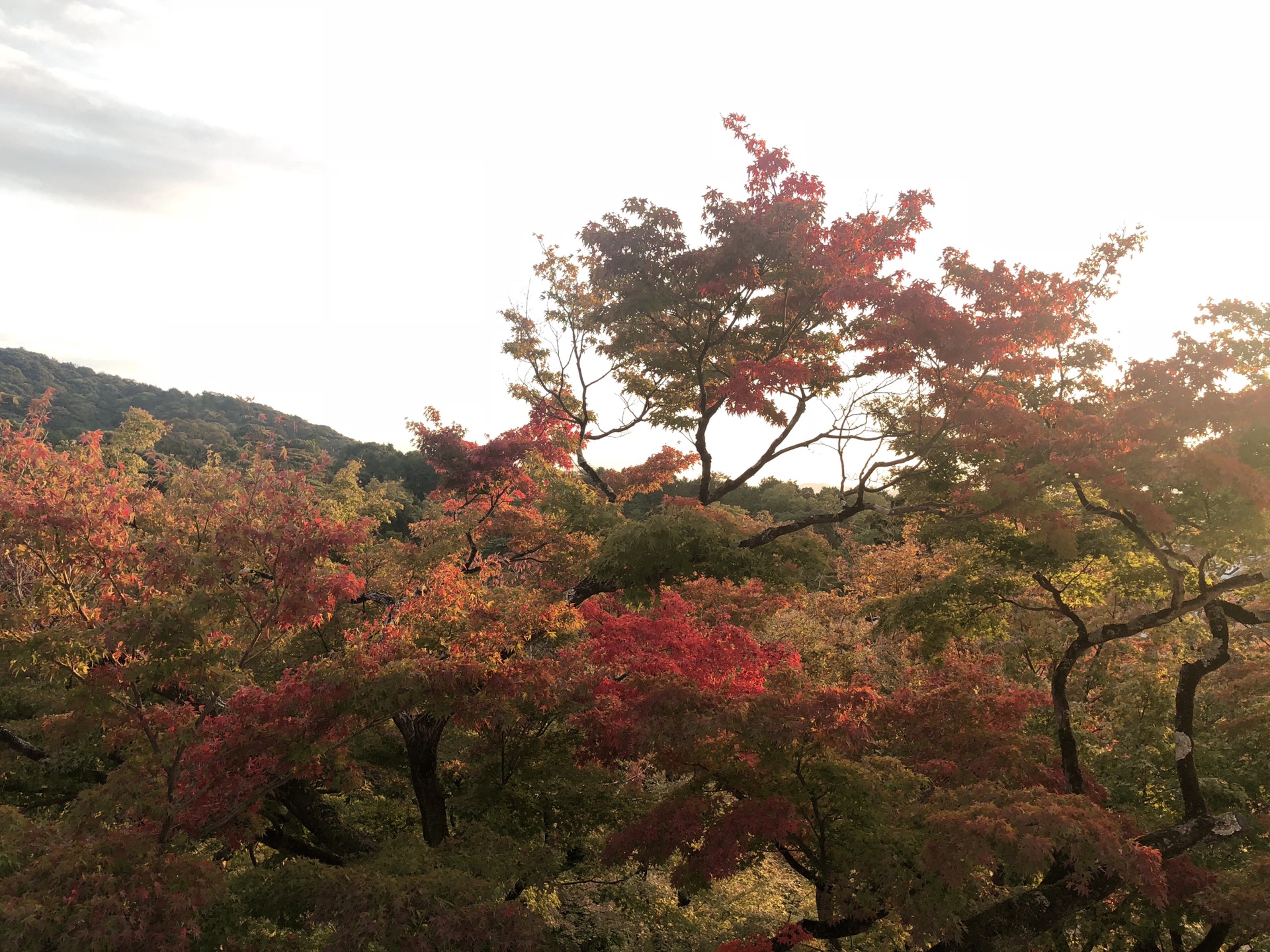 京都自助遊攻略