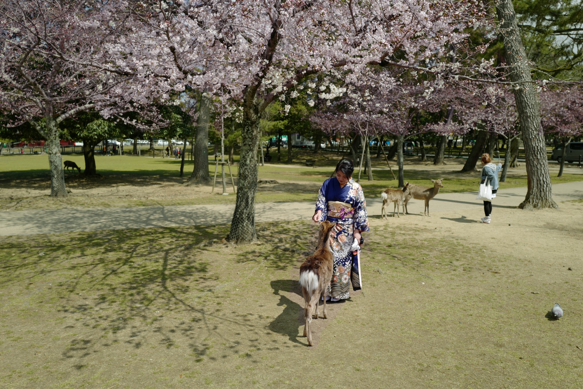 京都自助遊攻略