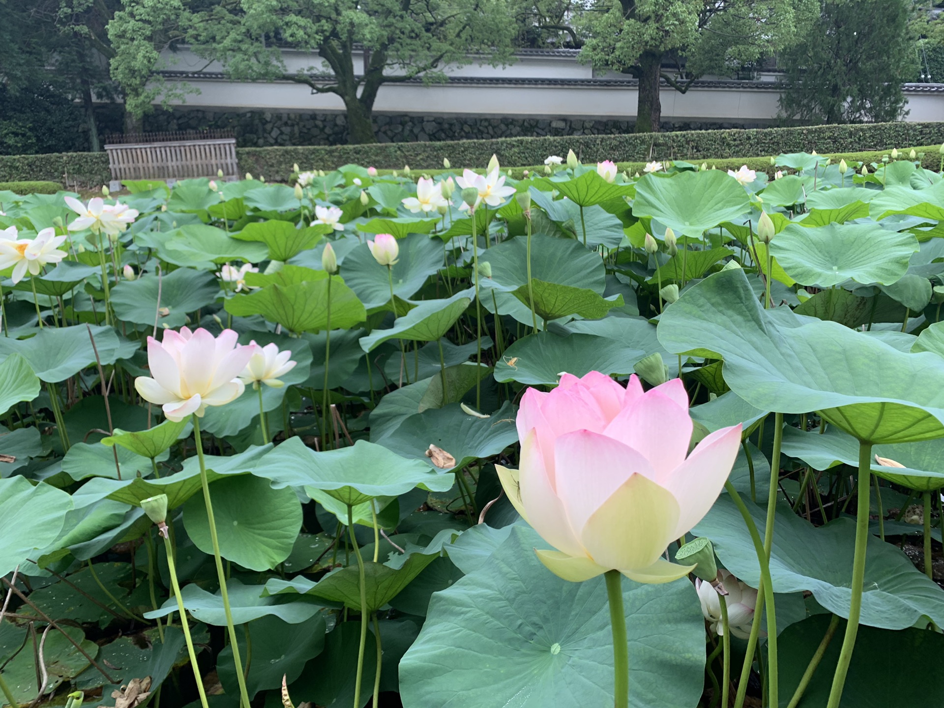 大阪自助遊攻略