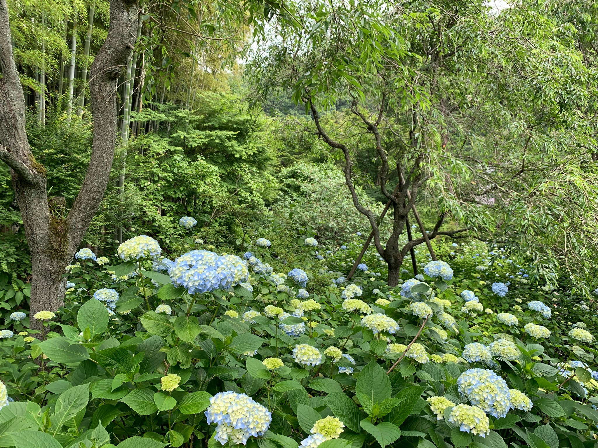 東京自助遊攻略