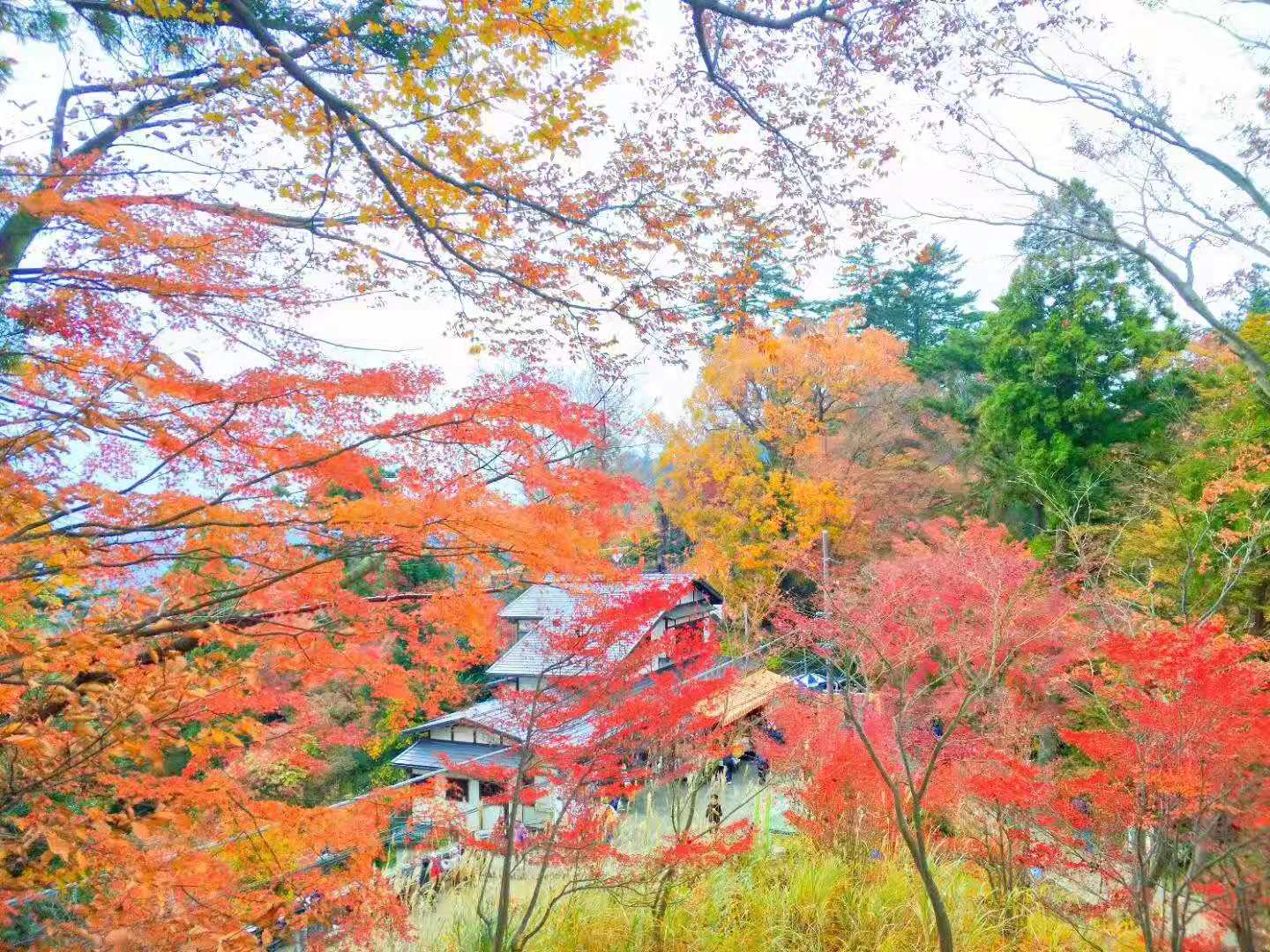 東京自助遊攻略