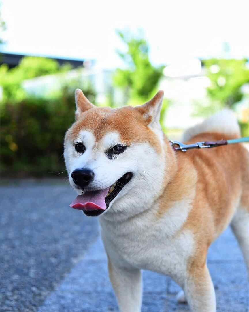 京都自助遊攻略