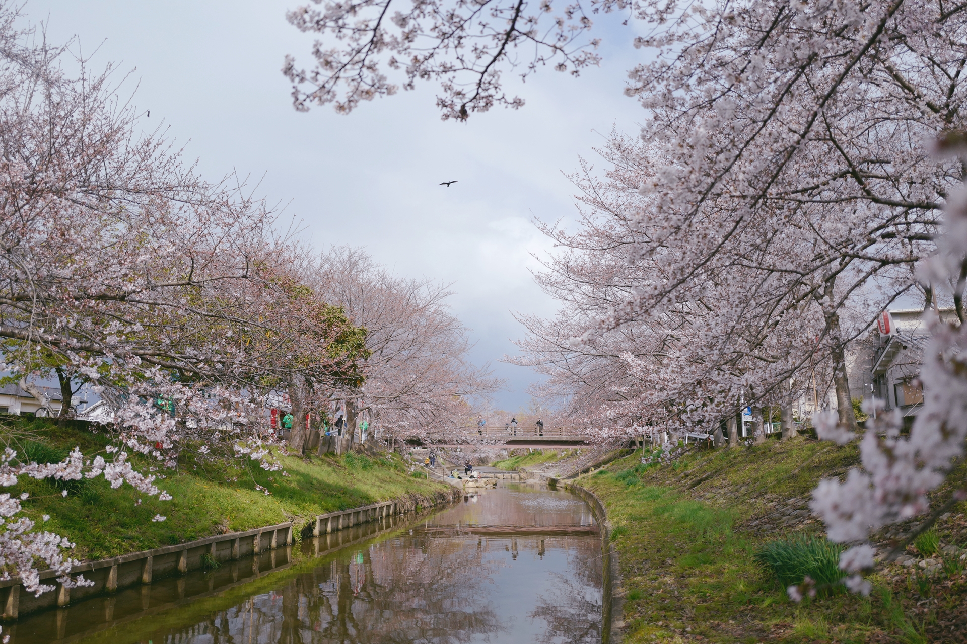 京都自助遊攻略