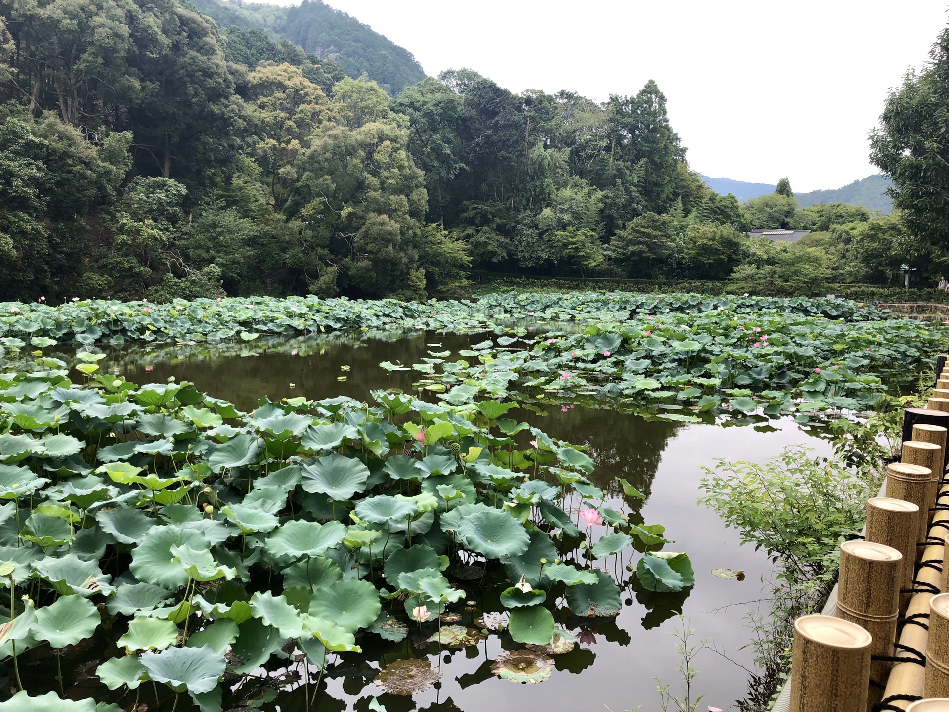 京都自助遊攻略