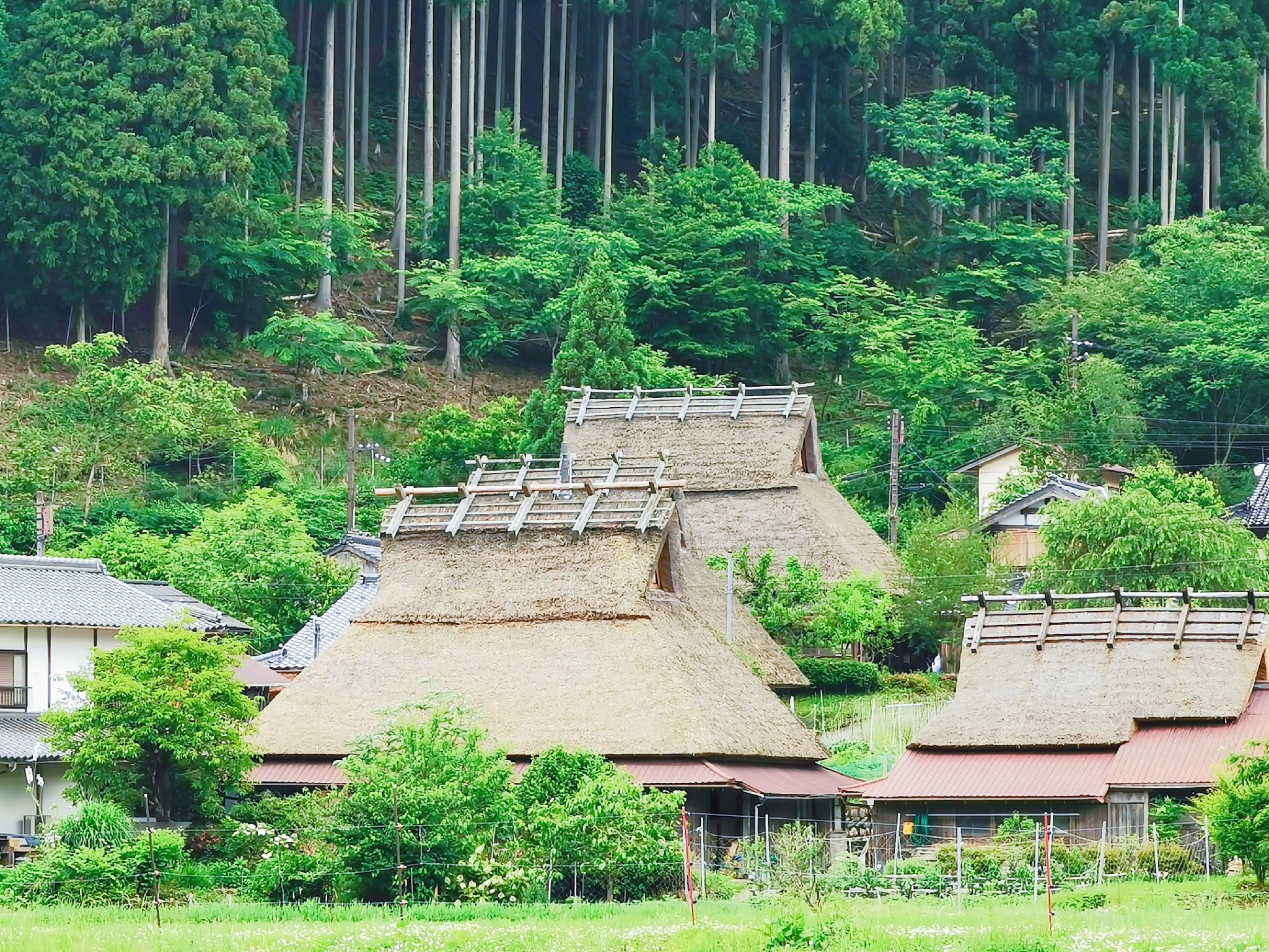 京都自助遊攻略