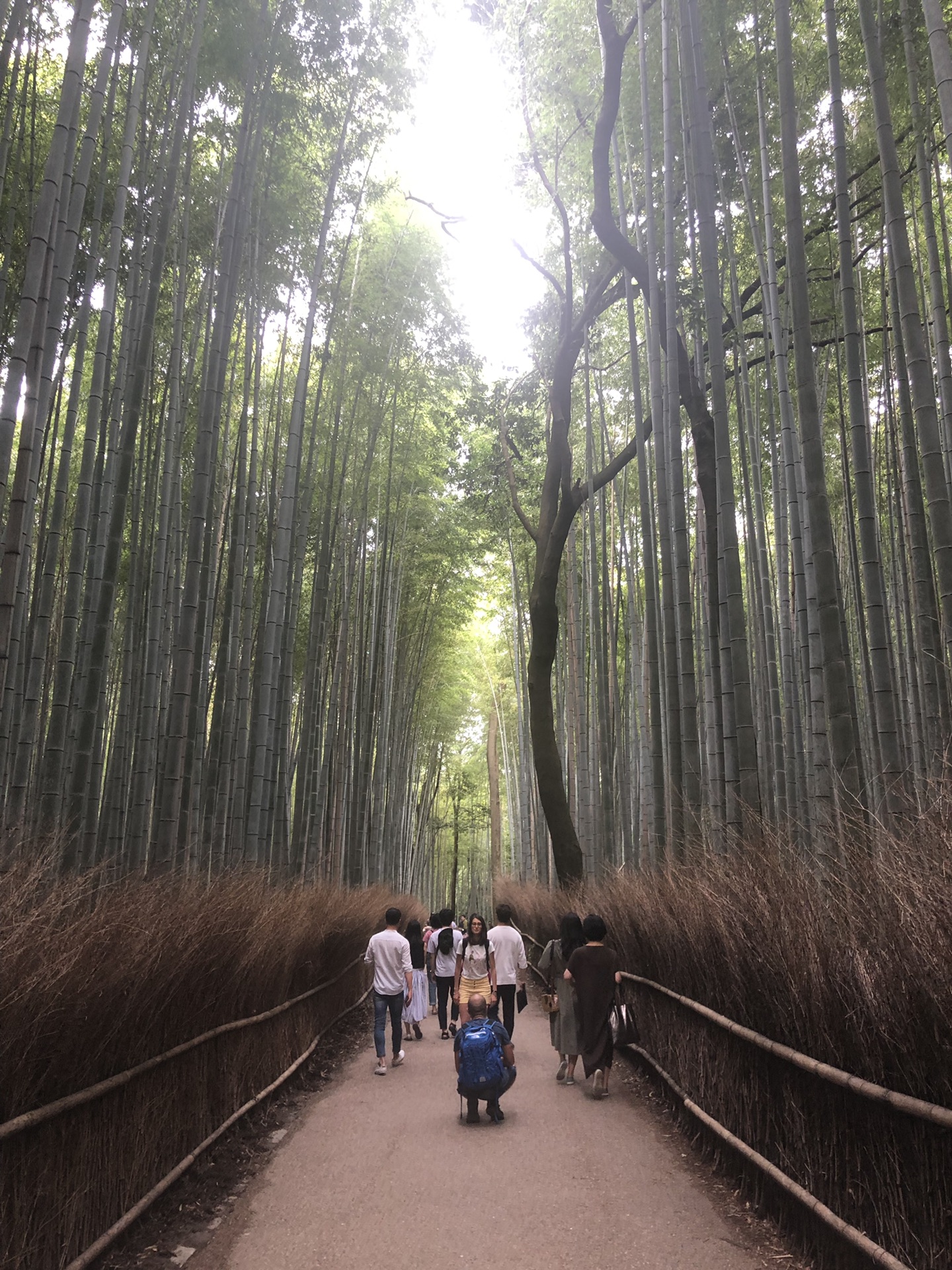 京都自助遊攻略